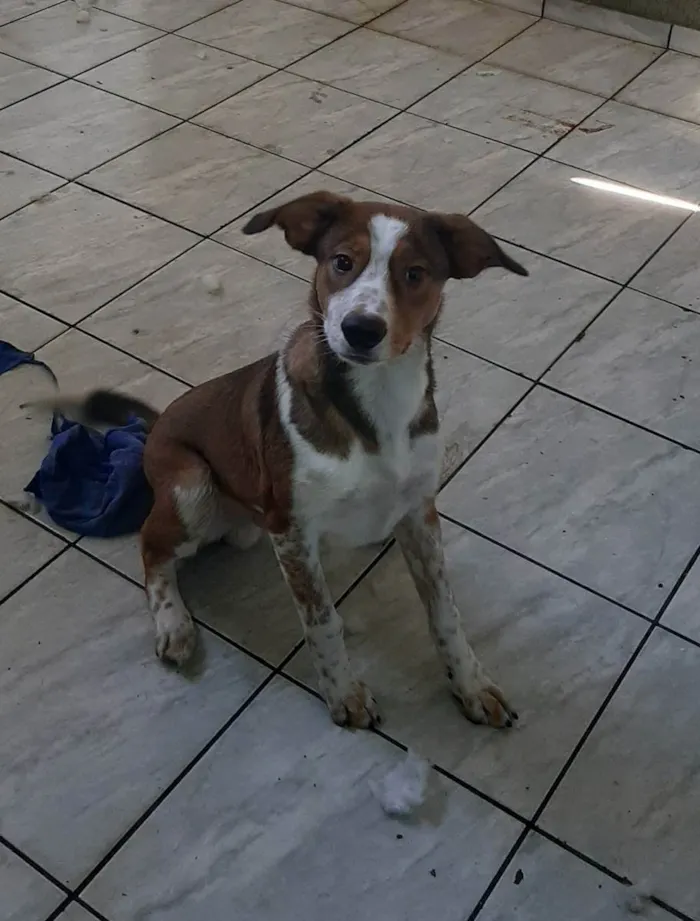Cachorro ra a Não sabemos idade 7 a 11 meses nome Derik