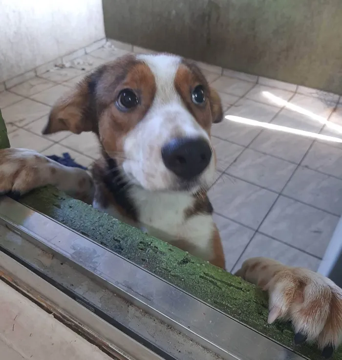 Cachorro ra a Não sabemos idade 7 a 11 meses nome Derik