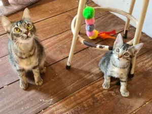 Gato raça Srd idade 2 a 6 meses nome Athena e bebezinha