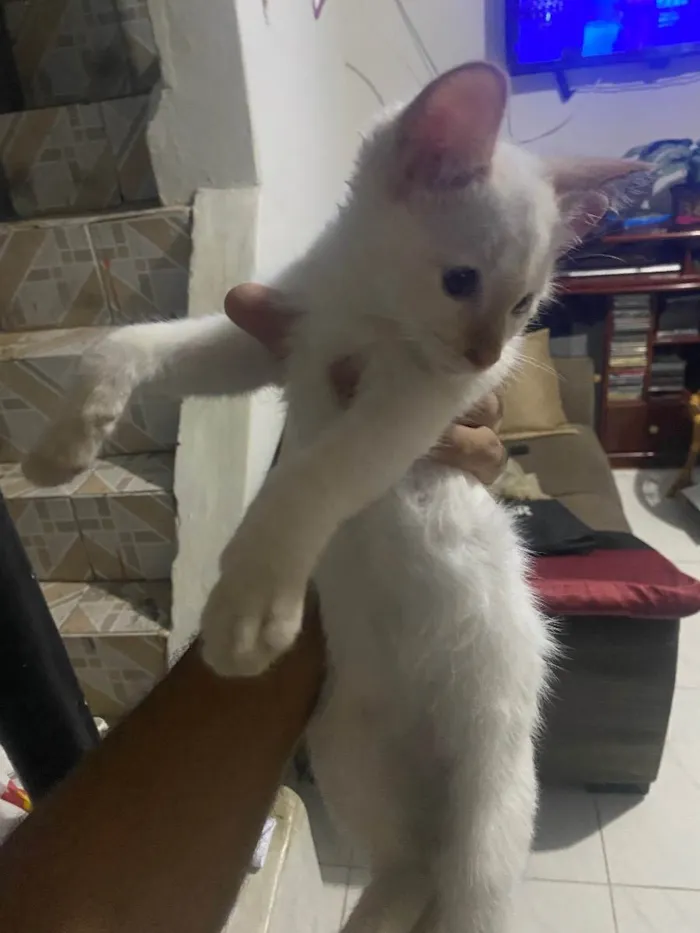 Gato ra a Siamês  idade 2 a 6 meses nome Zeus