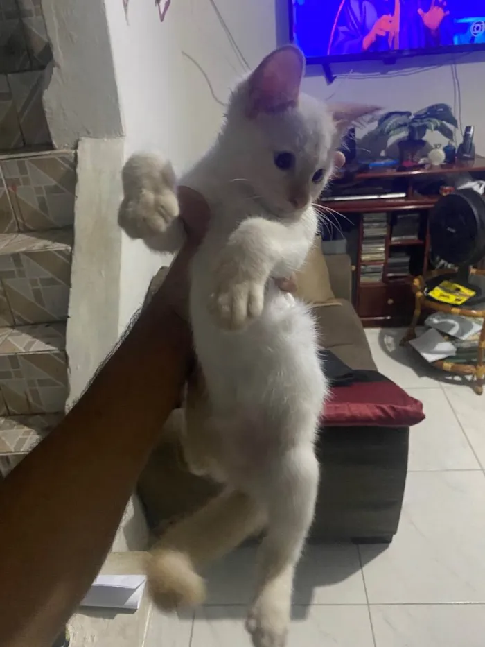 Gato ra a Siamês  idade 2 a 6 meses nome Zeus