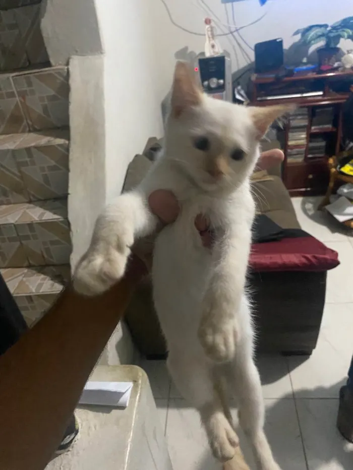 Gato ra a Siamês  idade 2 a 6 meses nome Zeus