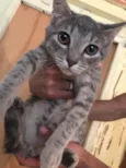 Gato