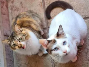 Gato raça Srd idade 7 a 11 meses nome Jade e Rubi