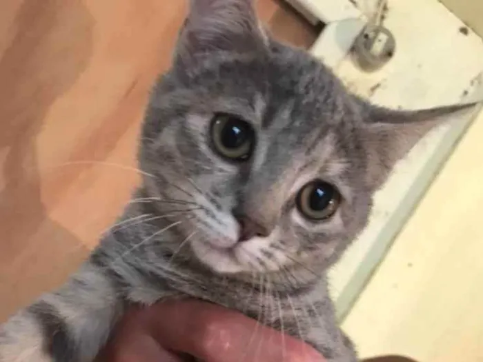 Gato ra a Gato cinza idade 7 a 11 meses nome Gato