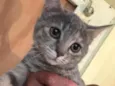 Gato