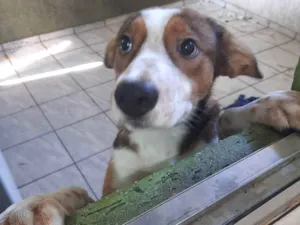 Cachorro raça Não sabemos idade 7 a 11 meses nome Derik