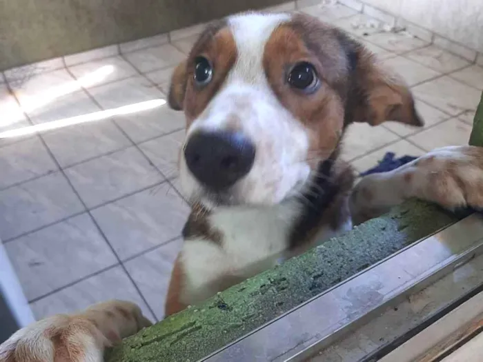Cachorro ra a Não sabemos idade 7 a 11 meses nome Derik