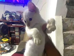 Gato raça Siamês  idade 2 a 6 meses nome Zeus