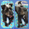 Cachorro raça Srd idade 3 anos nome Bruce