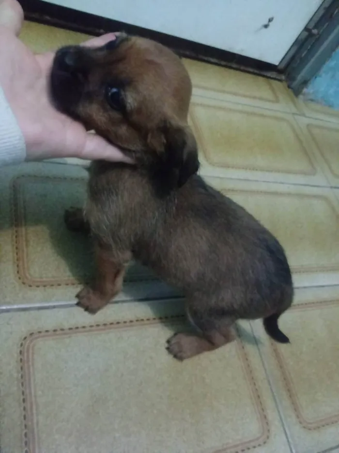 Cachorro ra a SRD idade 2 a 6 meses nome Miudinha, Fiapa 