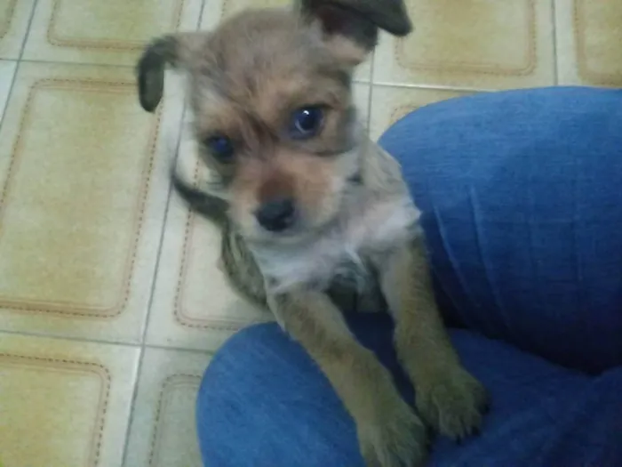 Cachorro ra a SRD idade 2 a 6 meses nome Miudinha, Fiapa 