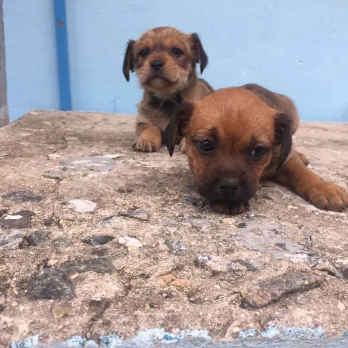 Cachorro ra a SRD idade 2 a 6 meses nome Miudinha, Fiapa 