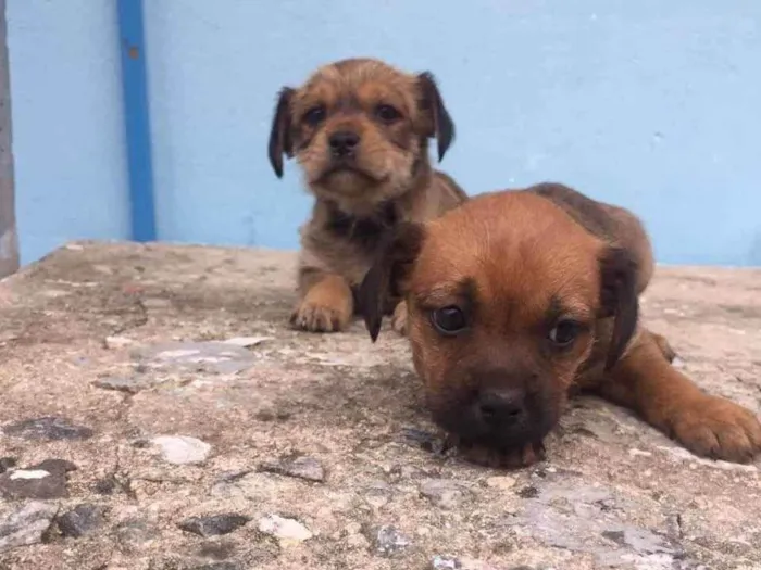 Cachorro ra a SRD idade 2 a 6 meses nome Miudinha, Fiapa 