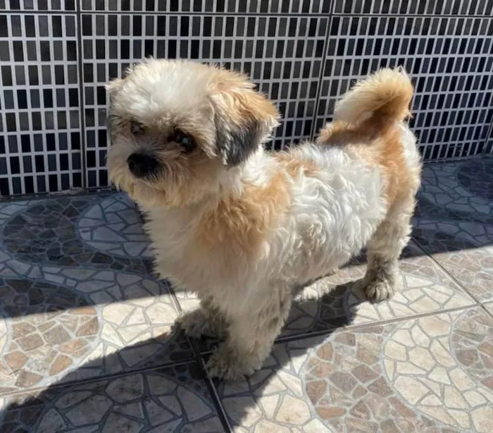 Cachorro raça Shit-zu  idade 5 anos nome Lucas