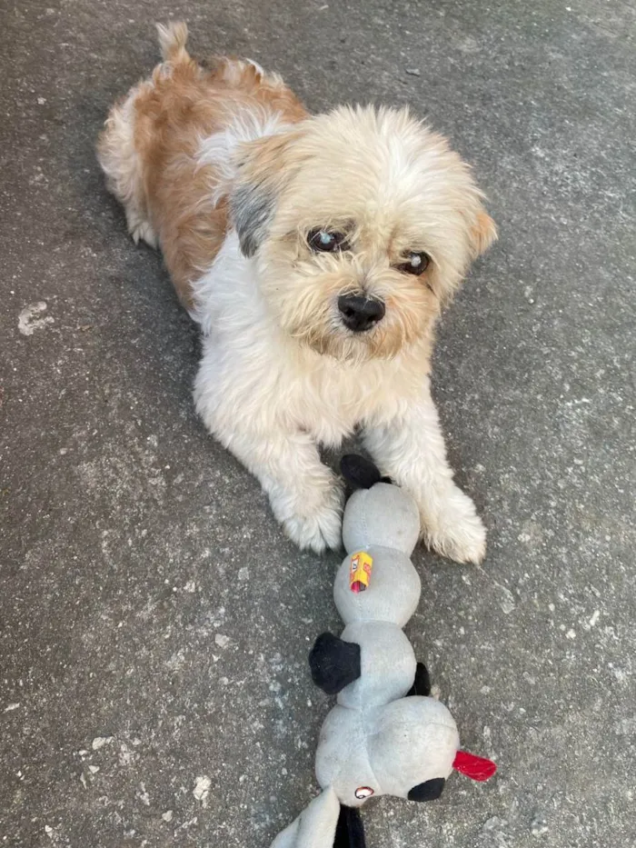 Cachorro raça Shit-zu  idade 5 anos nome Lucas