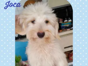 Cachorro raça Srd idade 3 anos nome Bruce