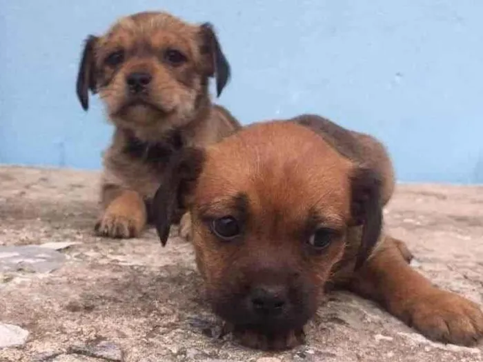 Cachorro ra a SRD idade 2 a 6 meses nome Miudinha, Fiapa 