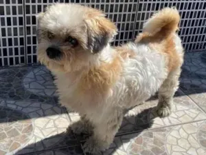 Cachorro raça Shit-zu  idade 5 anos nome Lucas