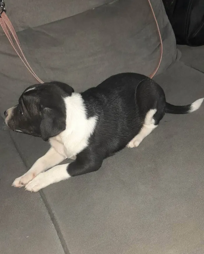 Cachorro ra a vira lata idade Abaixo de 2 meses nome Sem nome 