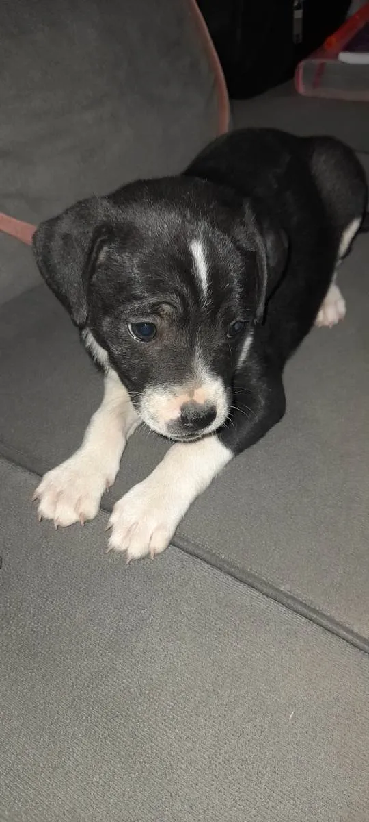 Cachorro ra a vira lata idade Abaixo de 2 meses nome Sem nome 