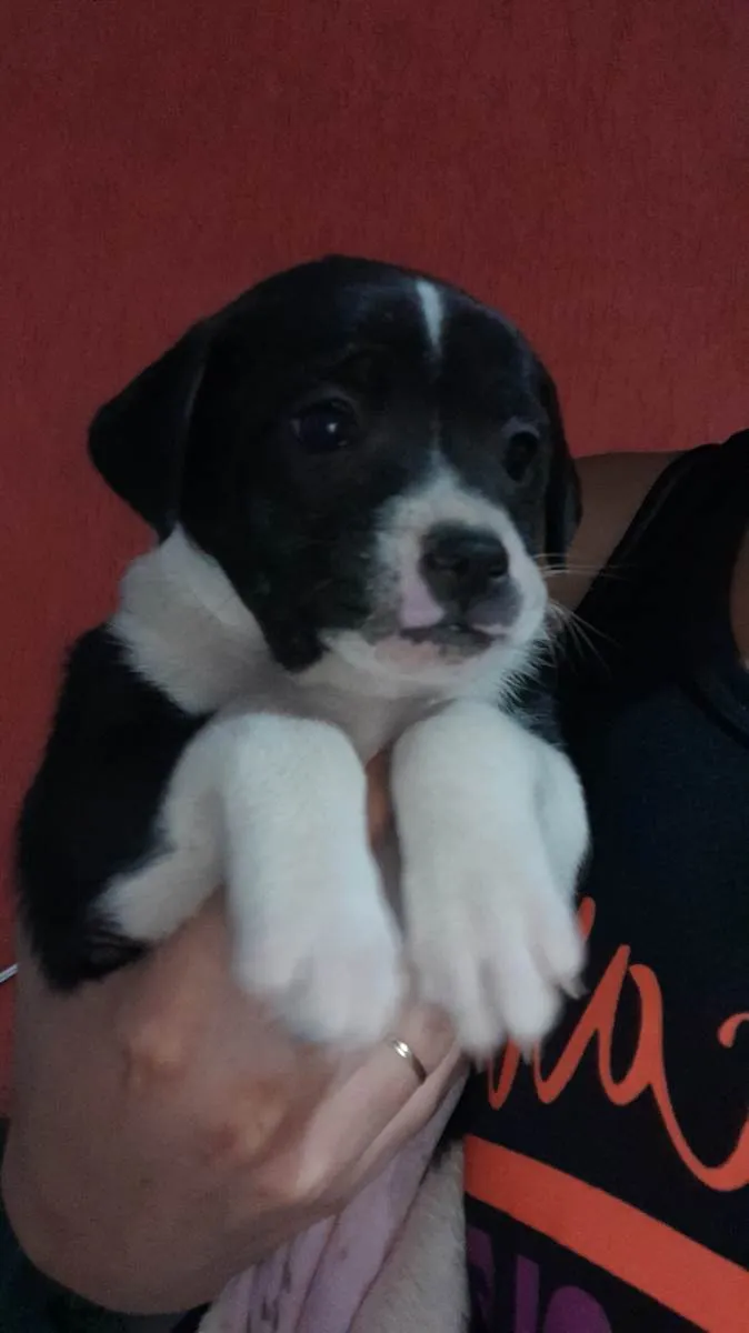 Cachorro ra a vira lata idade Abaixo de 2 meses nome Sem nome 