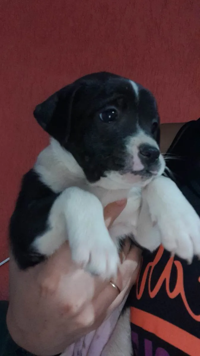 Cachorro ra a vira lata idade Abaixo de 2 meses nome Sem nome 