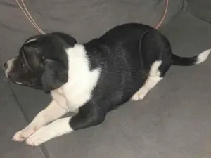 Cachorro raça vira lata idade Abaixo de 2 meses nome Sem nome 