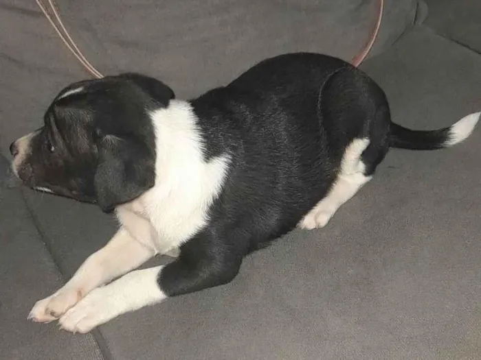 Cachorro ra a vira lata idade Abaixo de 2 meses nome Sem nome 