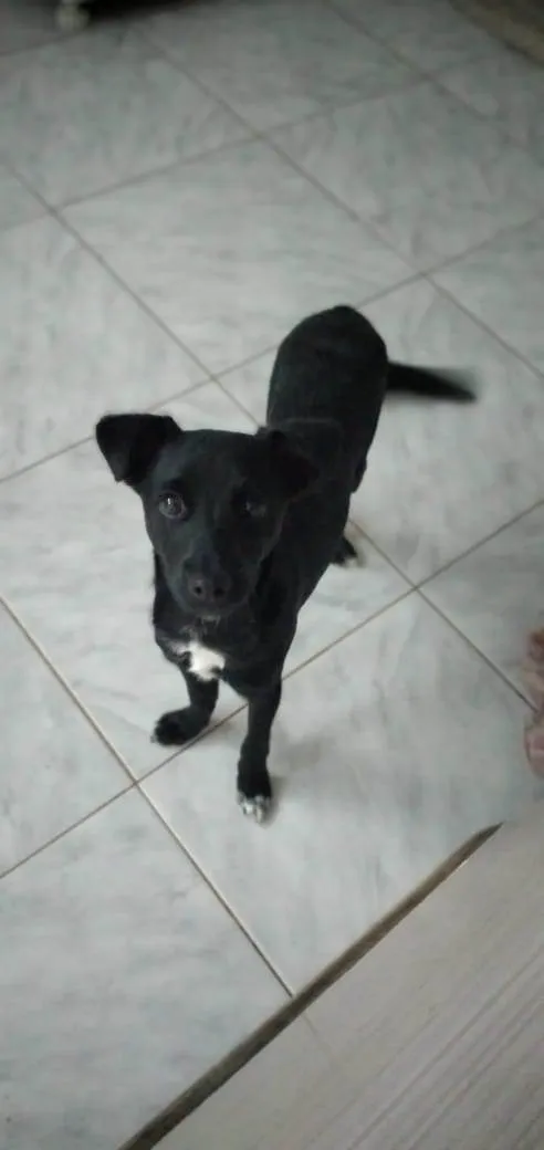 Cachorro raça Vira lata com poodle idade 2 a 6 meses nome Billy
