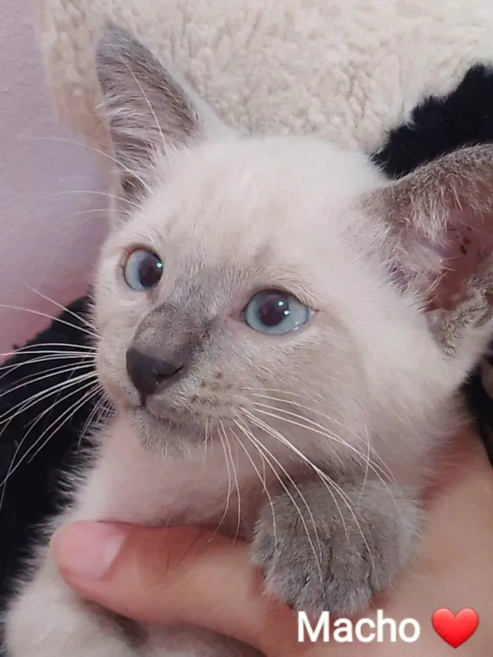 Gato ra a Sem raça definida.  idade 2 a 6 meses nome Principe