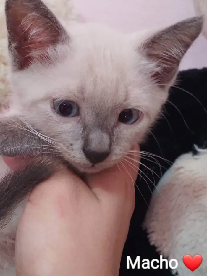 Gato ra a Sem raça definida.  idade 2 a 6 meses nome Principe