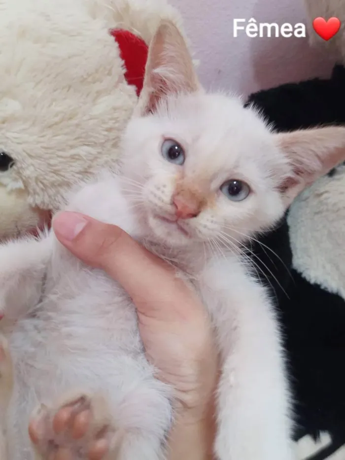 Gato ra a Sem raça definida.  idade 2 a 6 meses nome Princesa