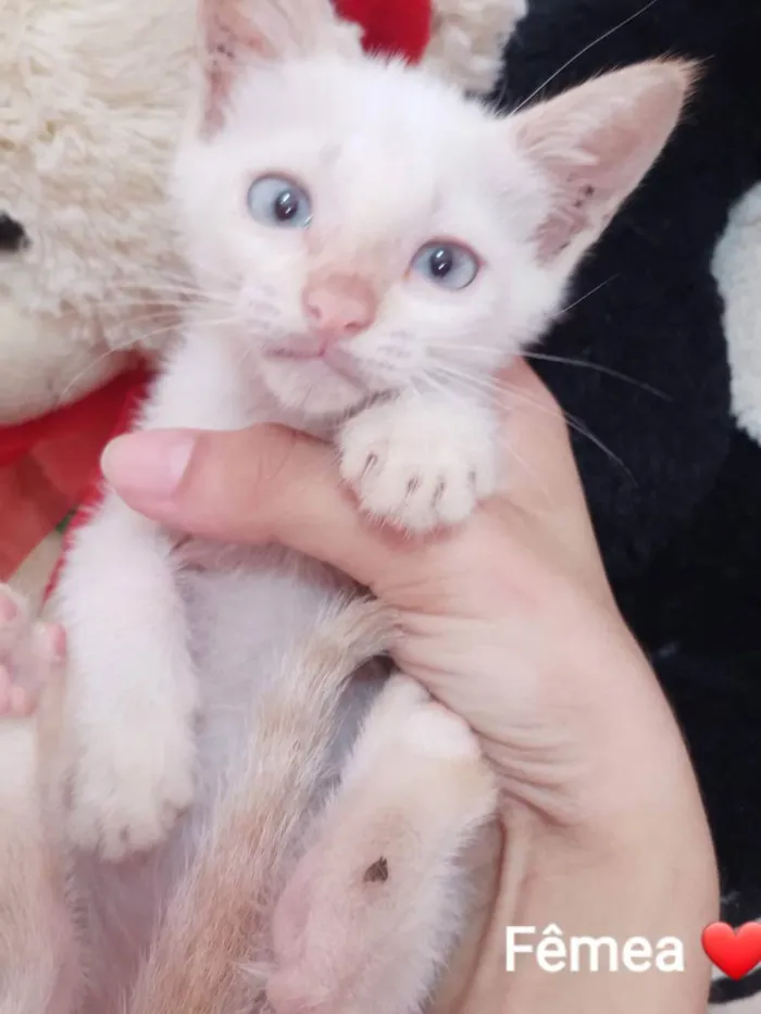 Gato ra a Sem raça definida.  idade 2 a 6 meses nome Princesa