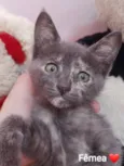 Mel