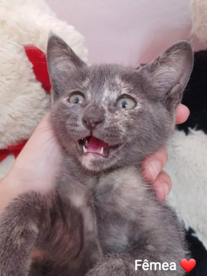 Gato ra a Sem raça definida.  idade 2 a 6 meses nome Mel