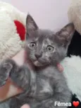 Mel
