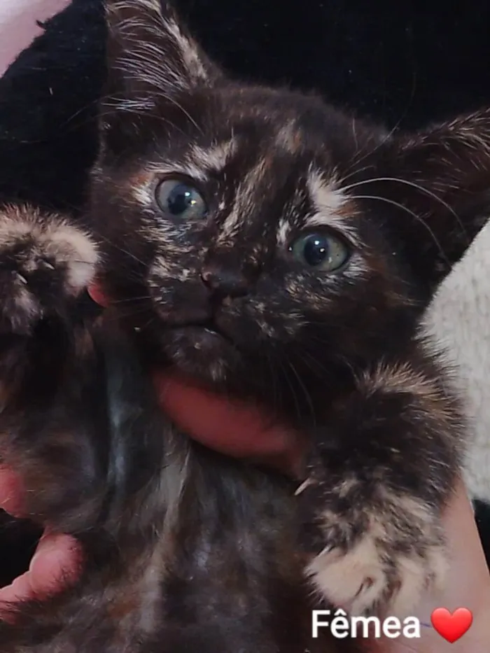 Gato ra a Sem raça definida.  idade 2 a 6 meses nome Melzinha