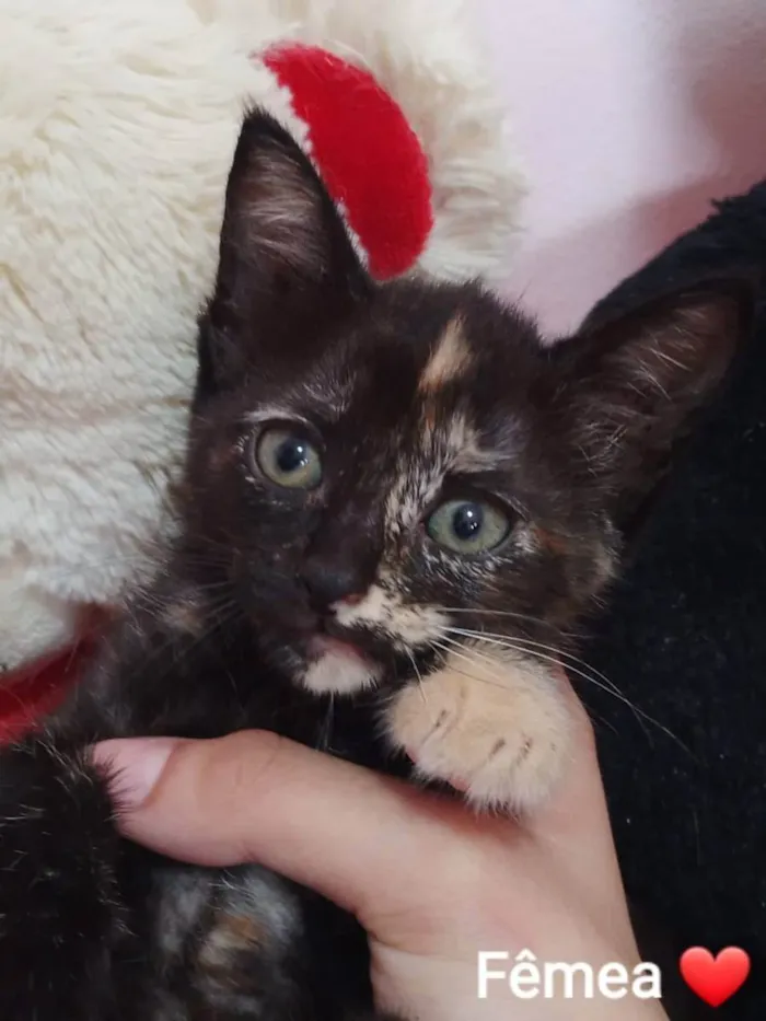 Gato ra a Sem raça definida.  idade 2 a 6 meses nome Melzinha