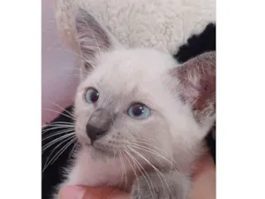 Gato raça Sem raça definida.  idade 2 a 6 meses nome Principe