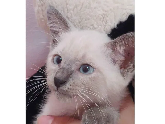 Gato ra a Sem raça definida.  idade 2 a 6 meses nome Principe
