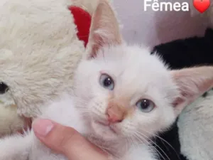 Gato raça Sem raça definida.  idade 2 a 6 meses nome Princesa