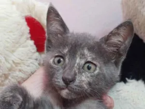 Gato raça Sem raça definida.  idade 2 a 6 meses nome Mel