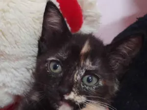 Gato raça Sem raça definida.  idade 2 a 6 meses nome Melzinha