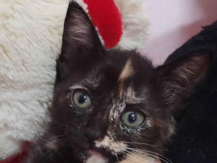 Gato ra a Sem raça definida.  idade 2 a 6 meses nome Melzinha