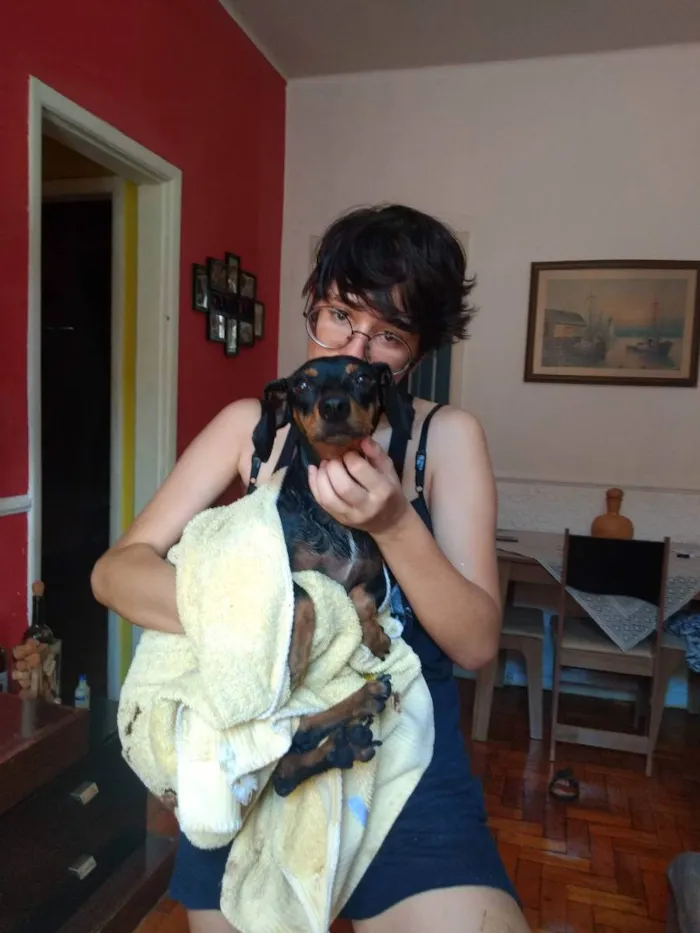 Cachorro ra a dachshund idade 3 anos nome tita