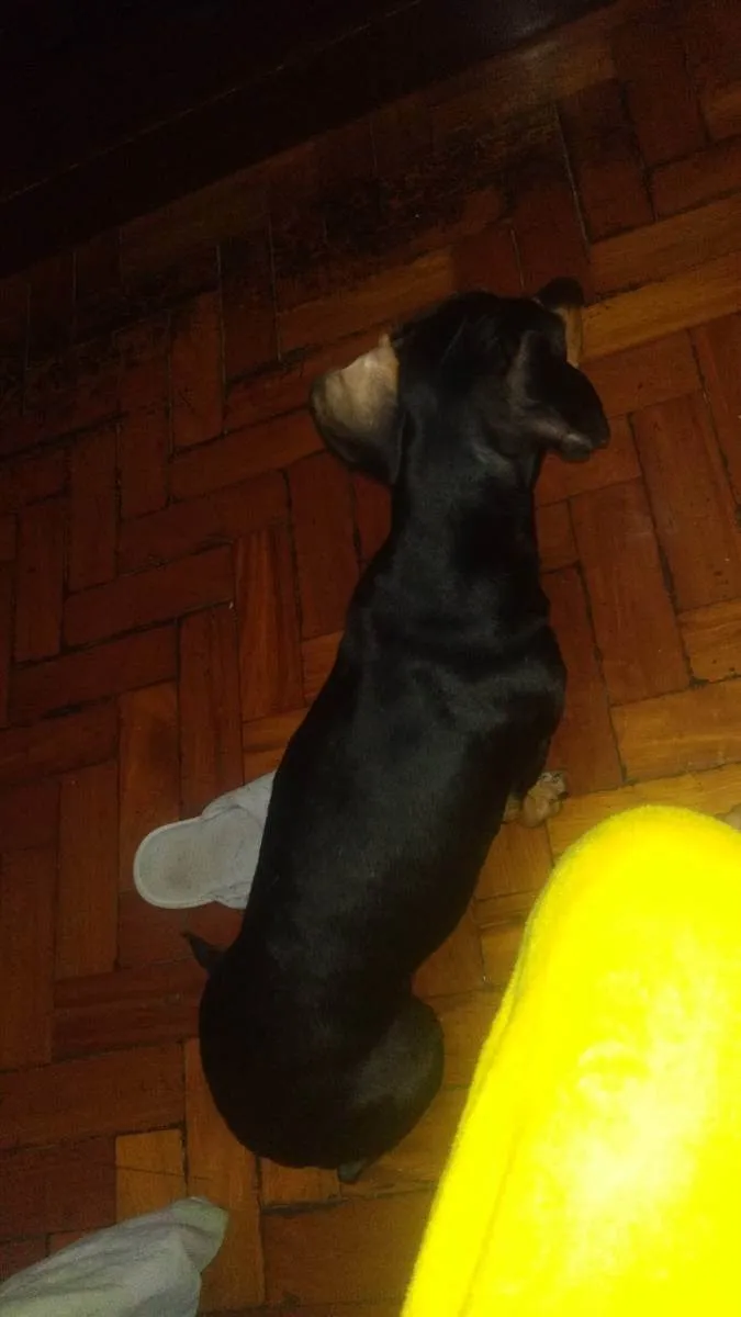 Cachorro ra a dachshund idade 3 anos nome tita