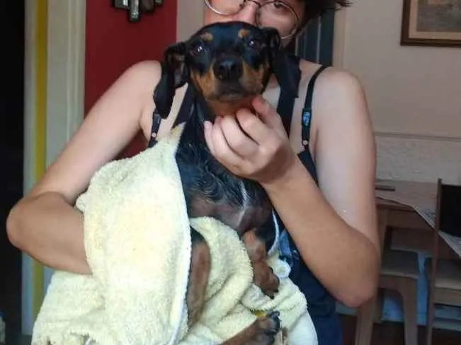 Cachorro ra a dachshund idade 3 anos nome tita