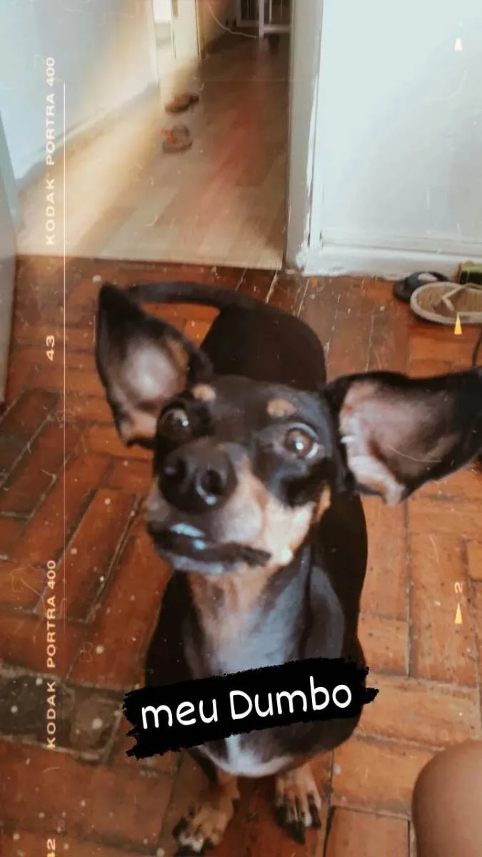 Cachorro ra a dachshund idade 3 anos nome tita