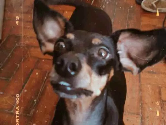 Cachorro ra a dachshund idade 3 anos nome tita